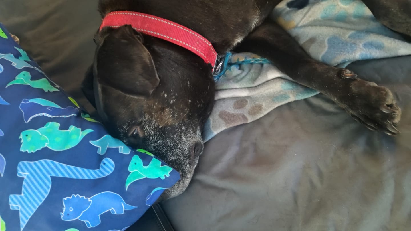 Customer photo review of KING KALM 600mg CBD with Copaiba, Krill Oil and DHA for Dogs & Cats