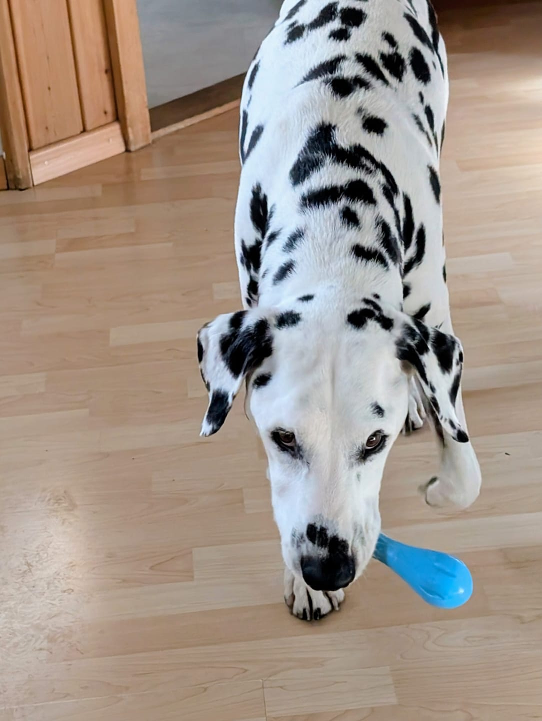Customer photo review of Für Hunde - Hanf Pur Canis - CBDa - 1'500 g