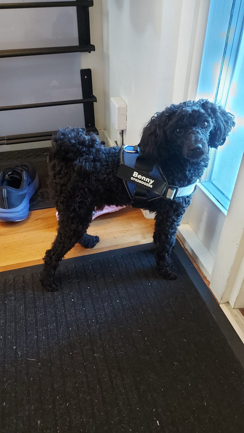 Customer photo review of Personlig Hundsele med Namn & Telefonnummer