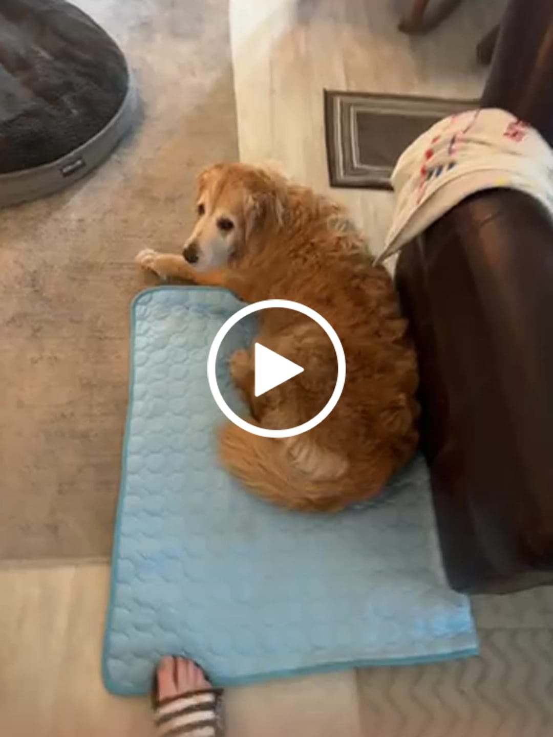 Customer video review of IcyNap | Ice-Silk Continuous Cooling Dog Cooling Mat