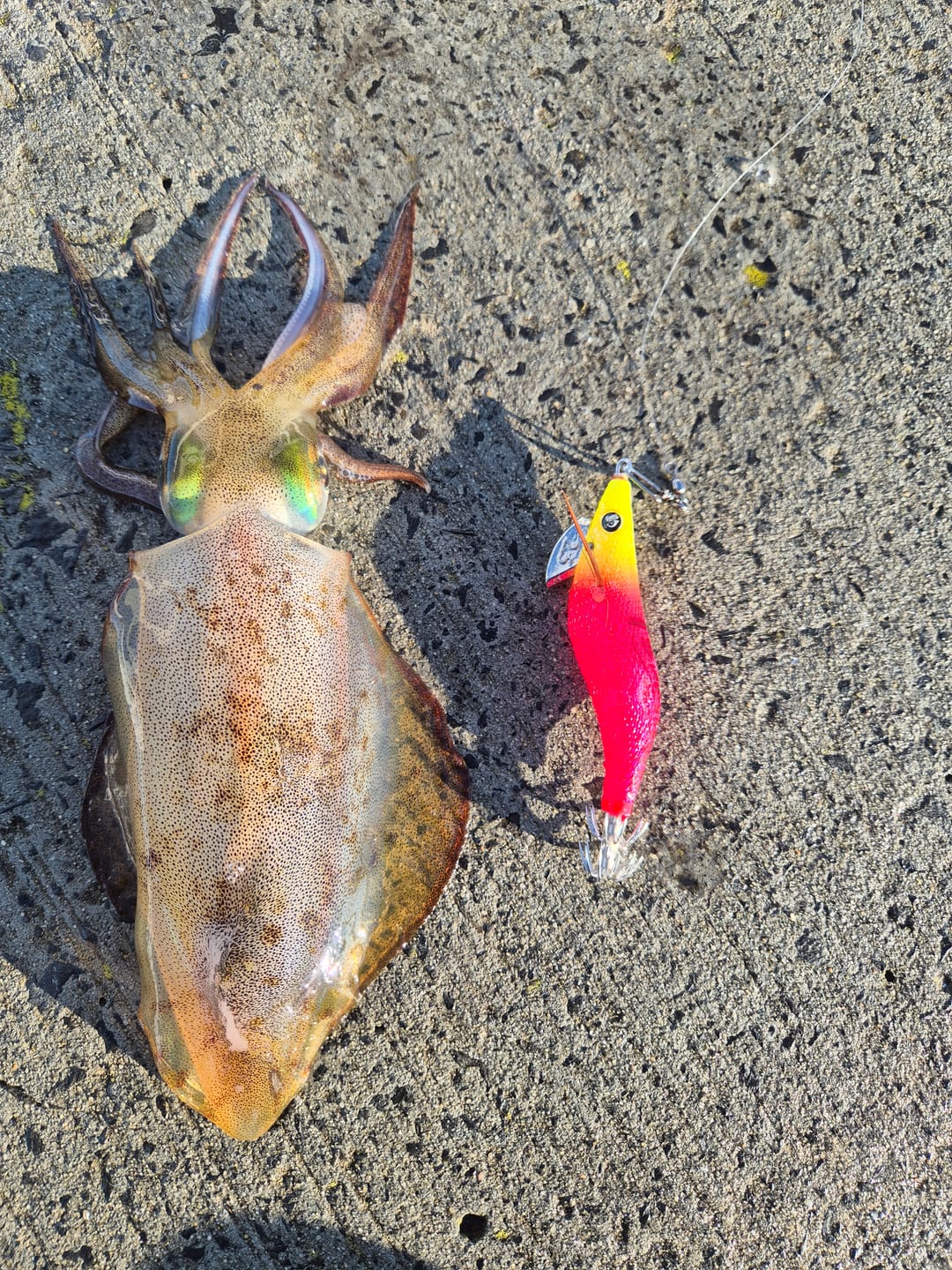Customer photo review of Super UV Bright Neon Yellow Pink Squid Jigs (Slow Sink)