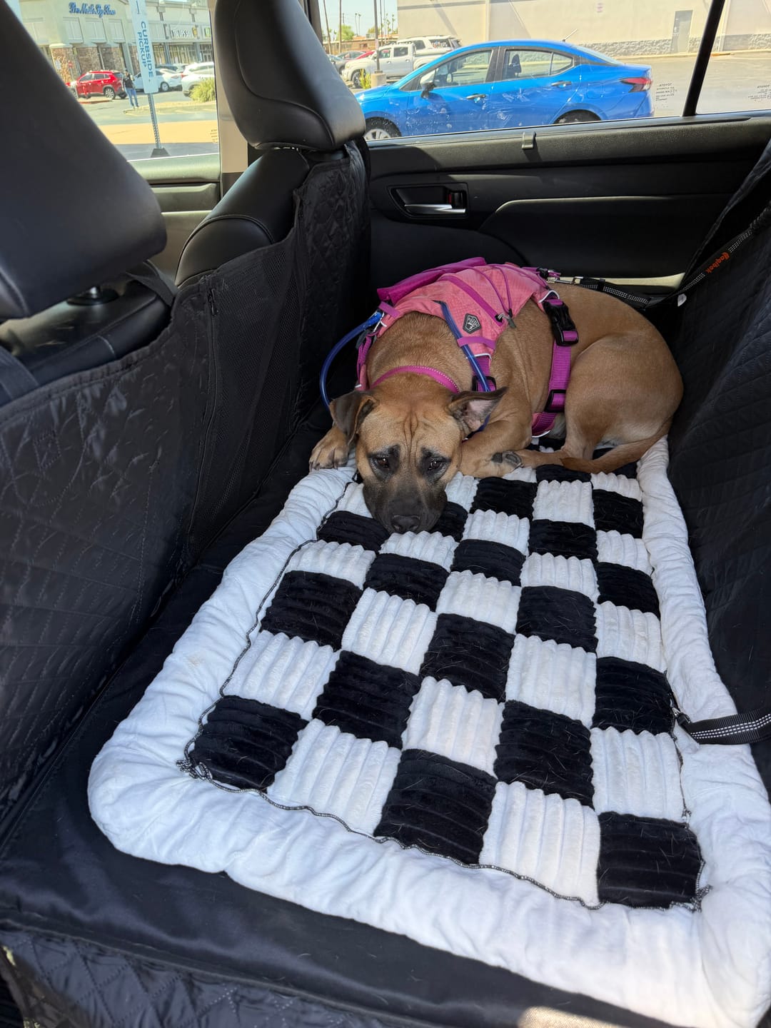 Customer photo review of Plush Backseat Dog Bed (Made For The Hard Bottom Car Seat Cover)
