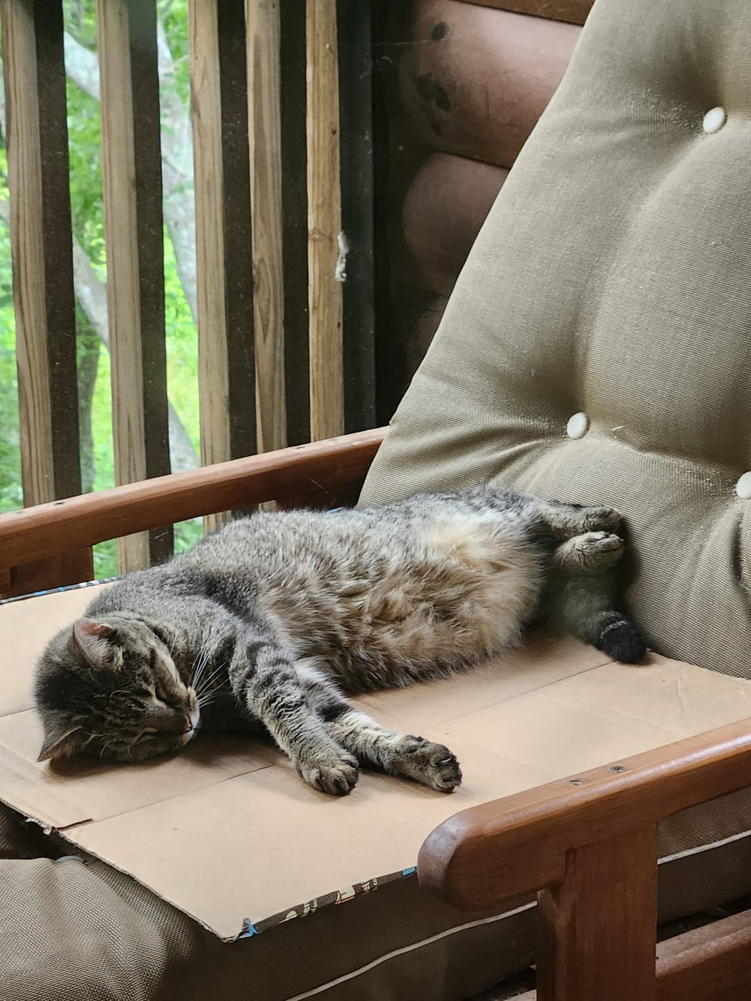 Customer photo review of 3x Blisso Advanced Cat Probiotic