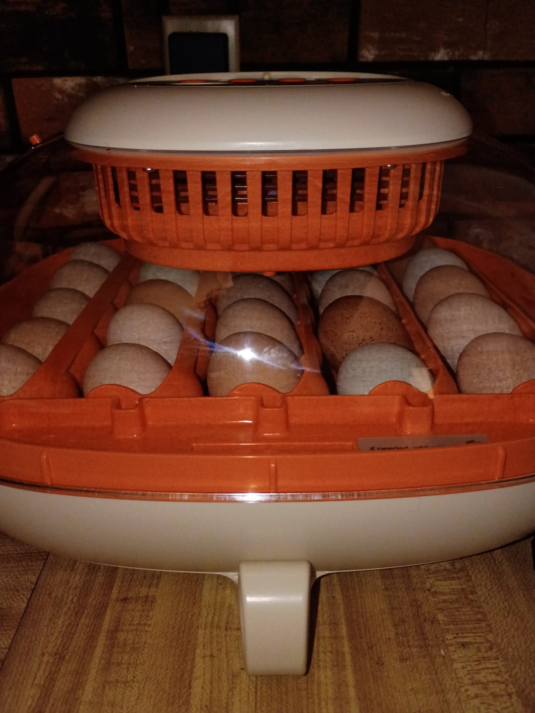 Customer photo review of Egg Incubator -25 Egg Capacity
