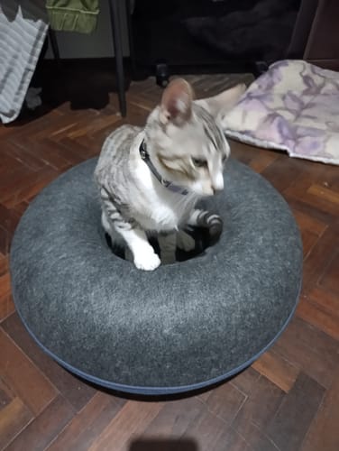 Customer photo review of Collar PVC Lavable Abrefácil (Gato)