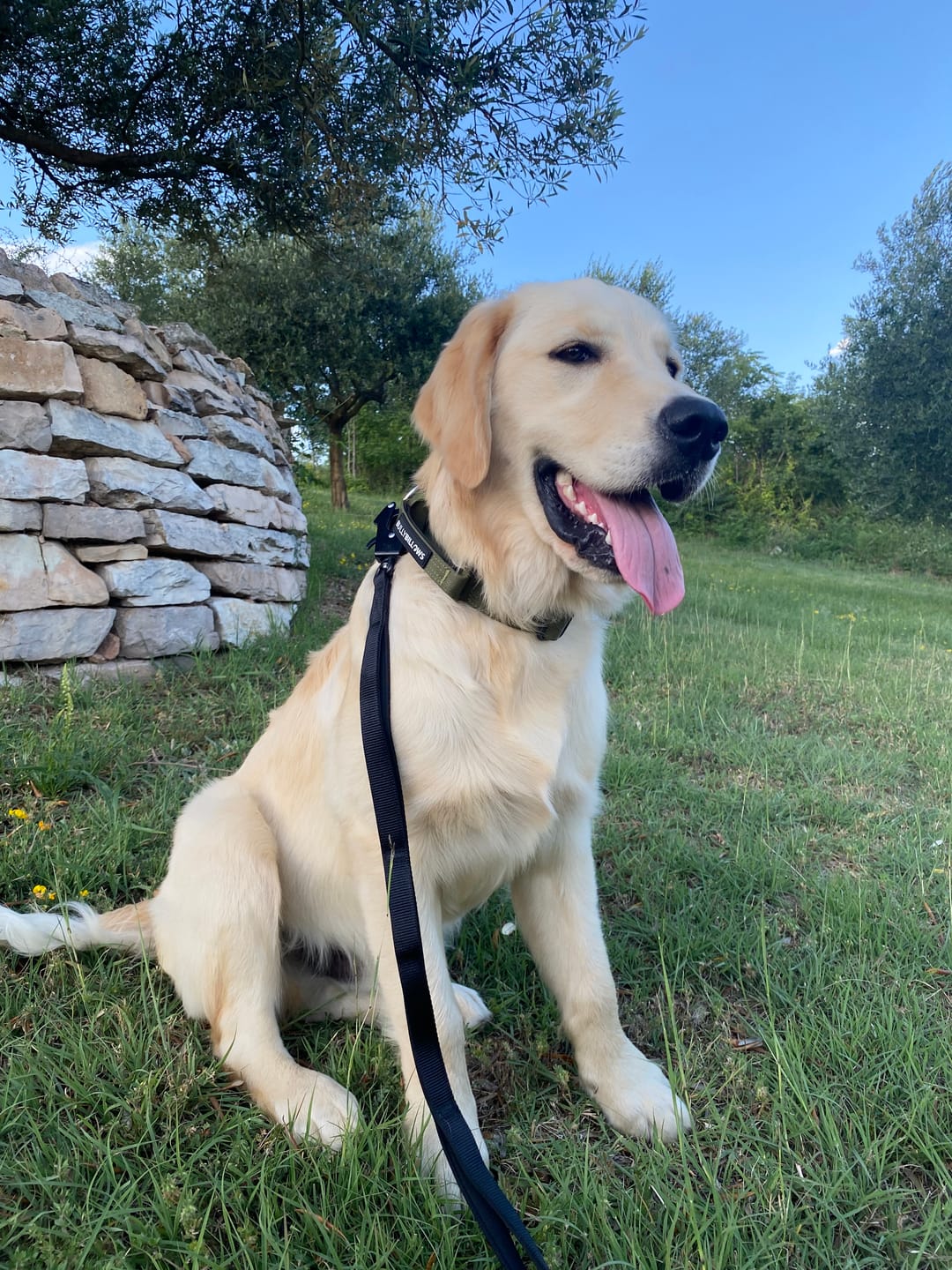 Customer photo review of 4cm Combat® Collar | With Handle & Secure Clip -  Khaki