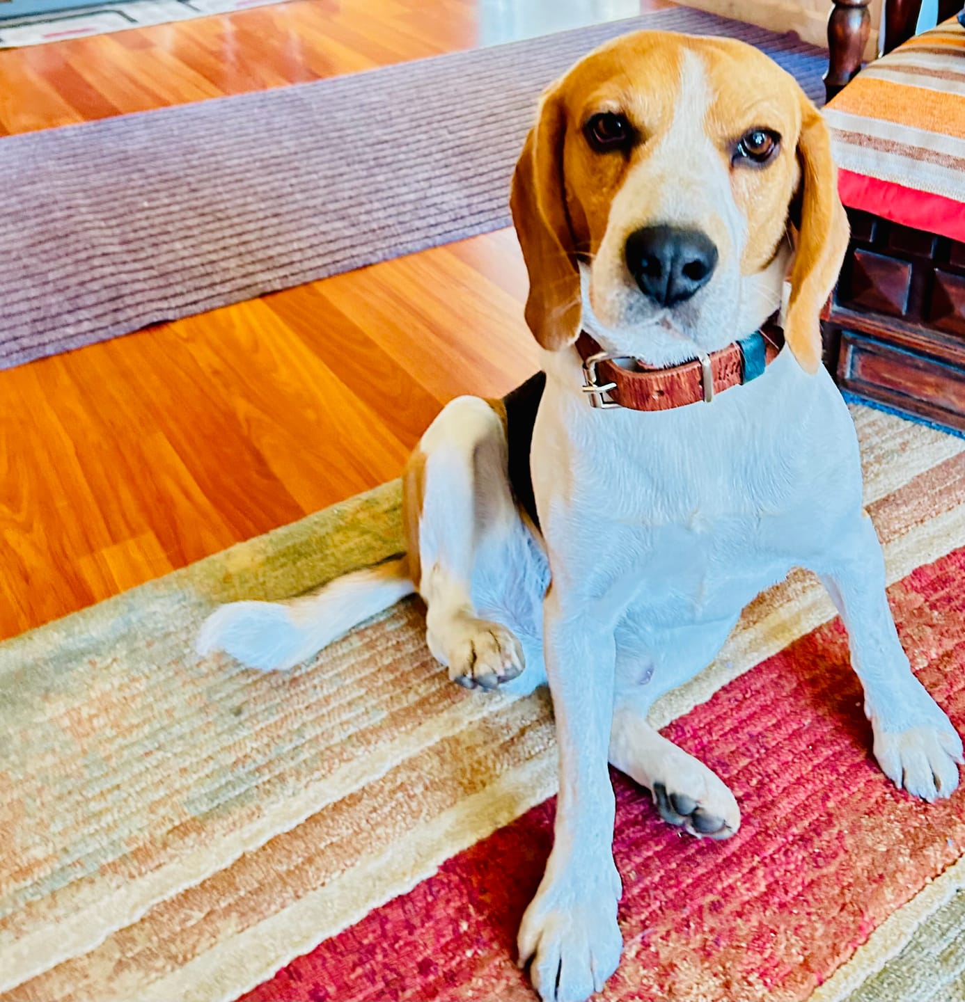 Customer photo review of Collar Duke Marrón Corrugado Envejecido/Jeans