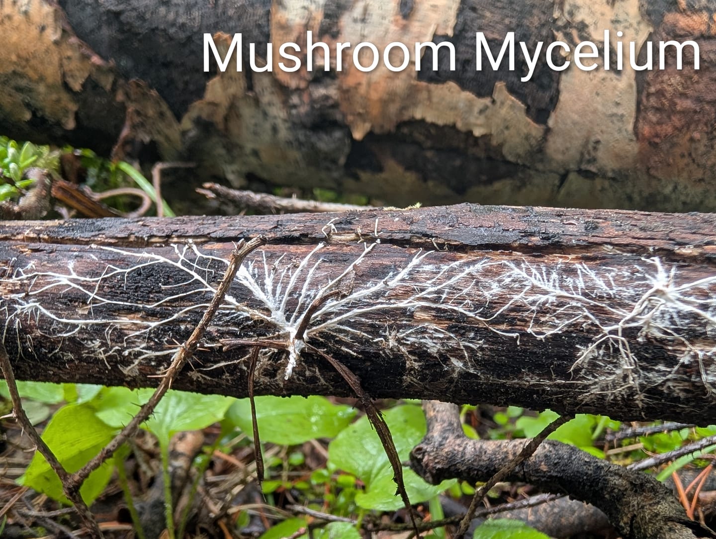 Customer photo review of Canada Tree Resins: A Complete Foraging & Usage Guide