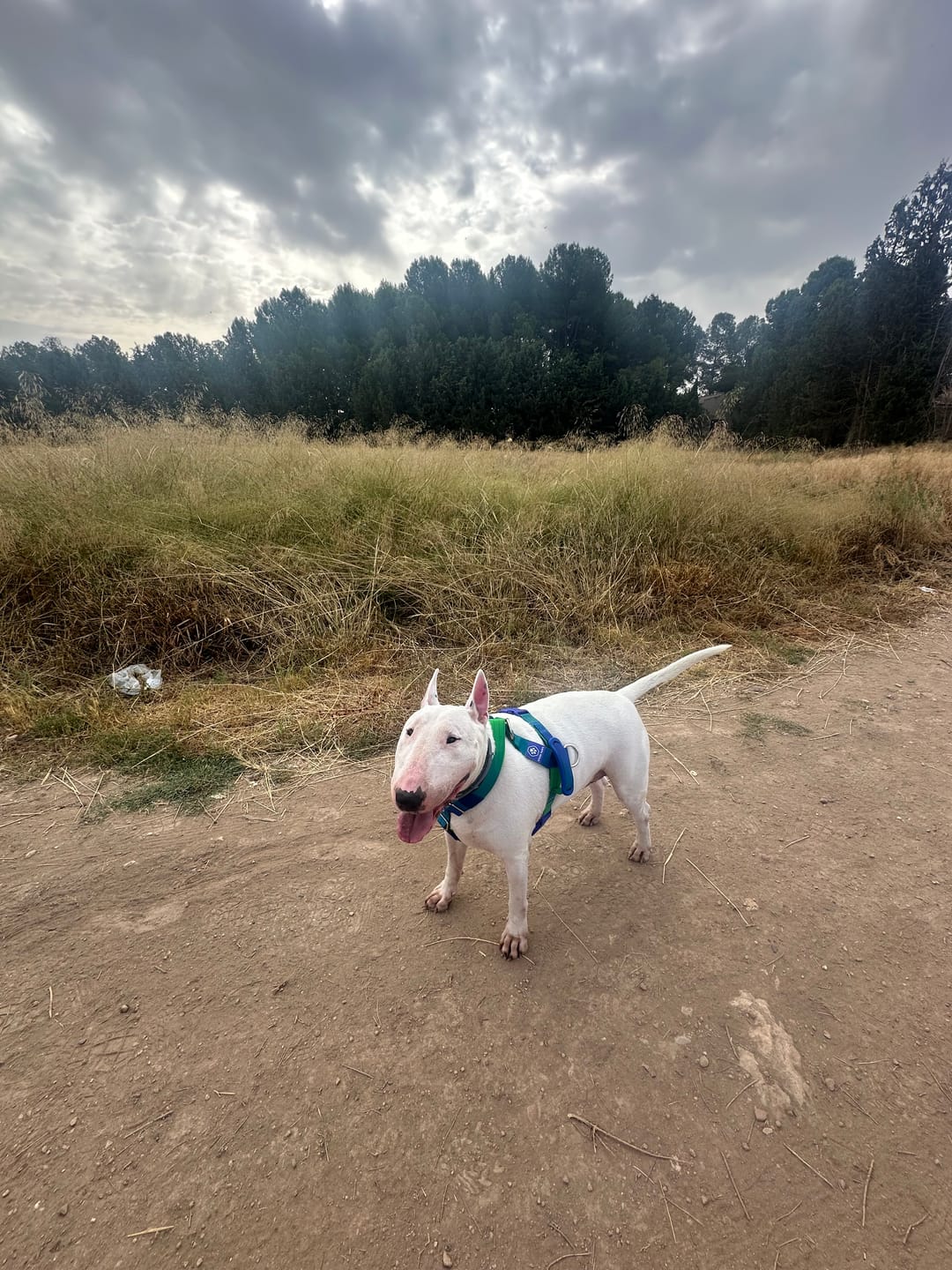 Customer photo review of Comfort Control No-Pull Dog Harness and Multipurpose Leash Set - Lime Wave