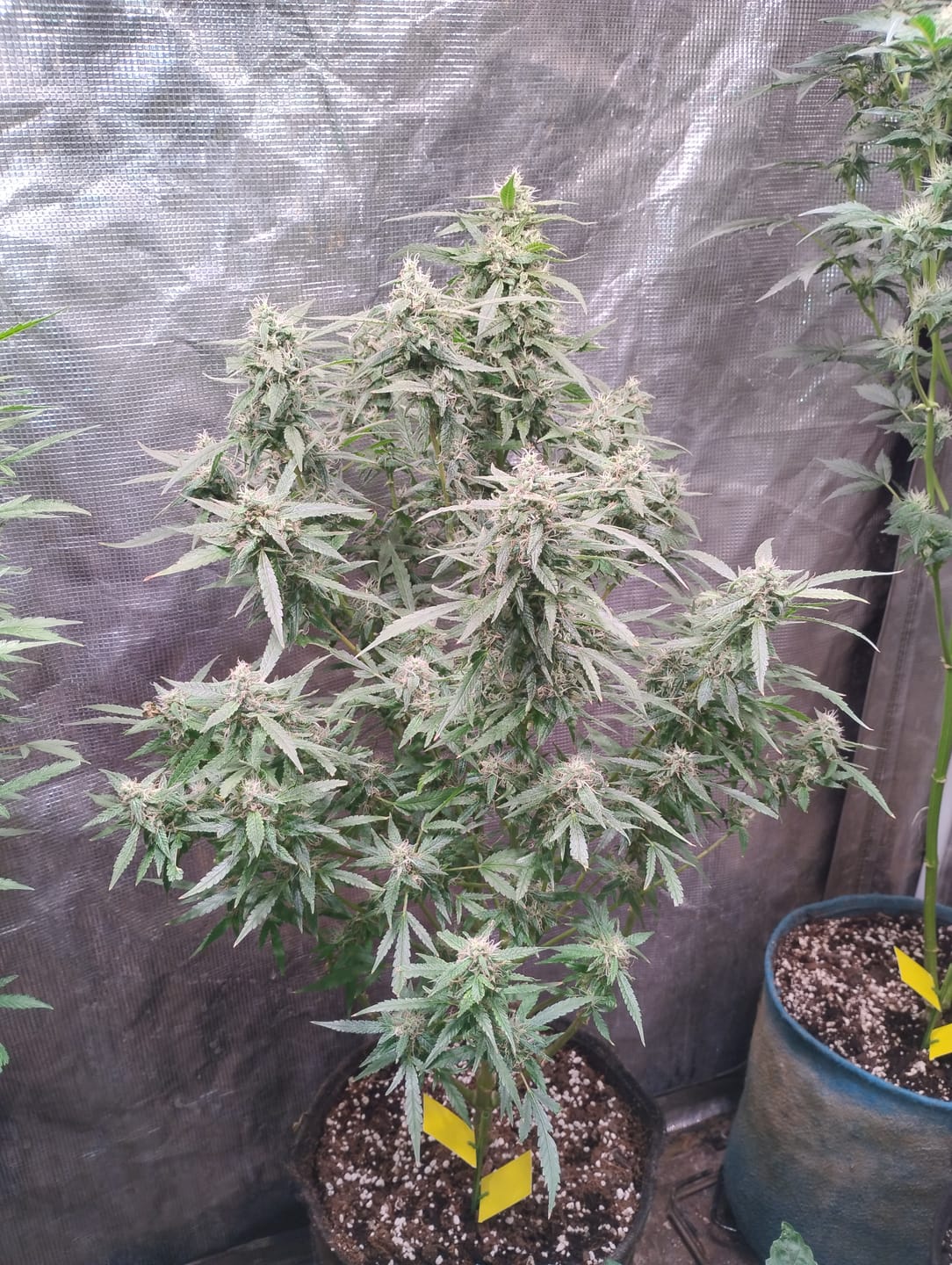 Customer photo review of Grotek Monster Bloom 0-50-30