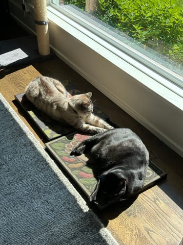 Customer photo review of Koi Pond - Luxury Cat Scratching Board