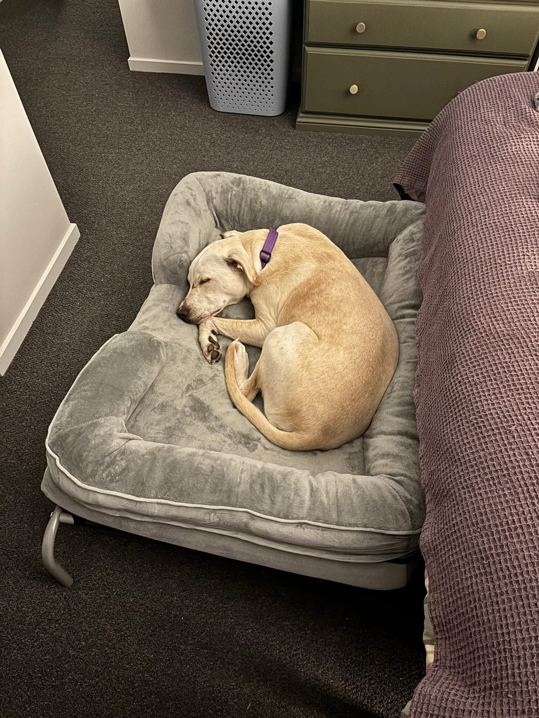 Customer photo review of Memory Foam Pet Sofa Bed
