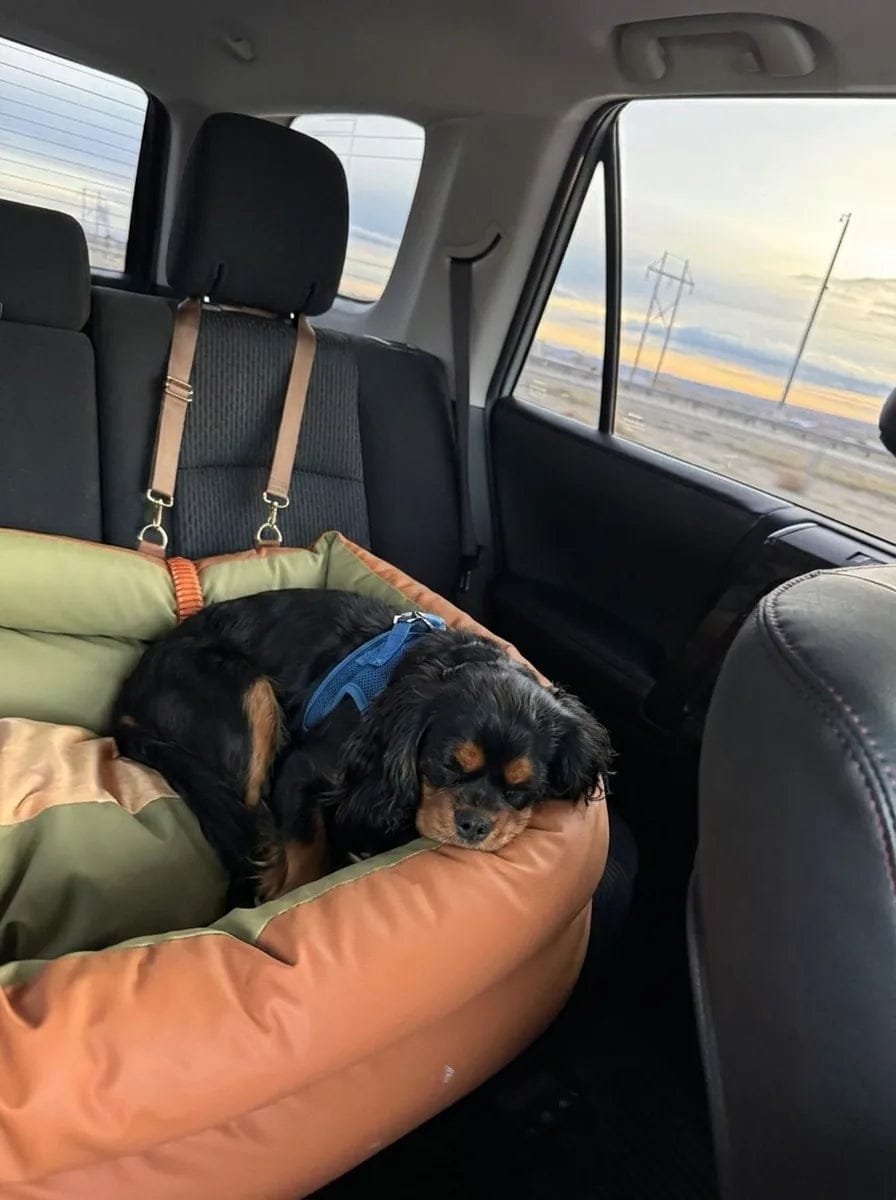 Customer photo review of Siège auto pour grand chien