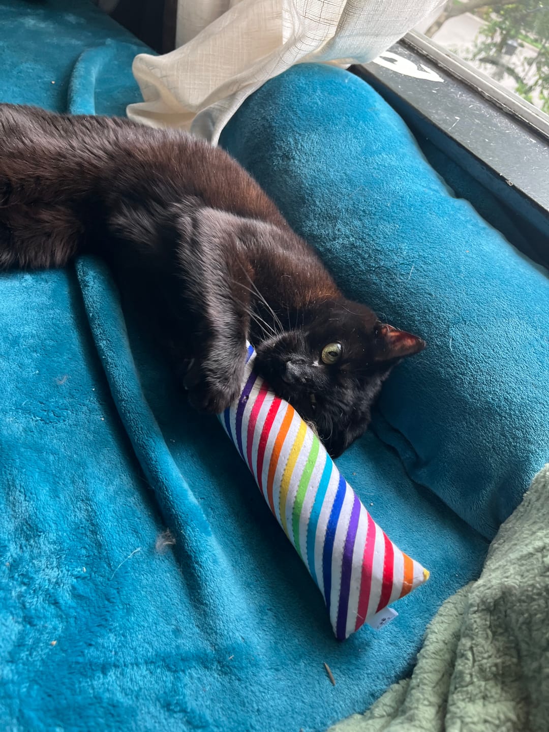 Customer photo review of Rainbow Stripes Catnip with Valerian Root Cat Toy