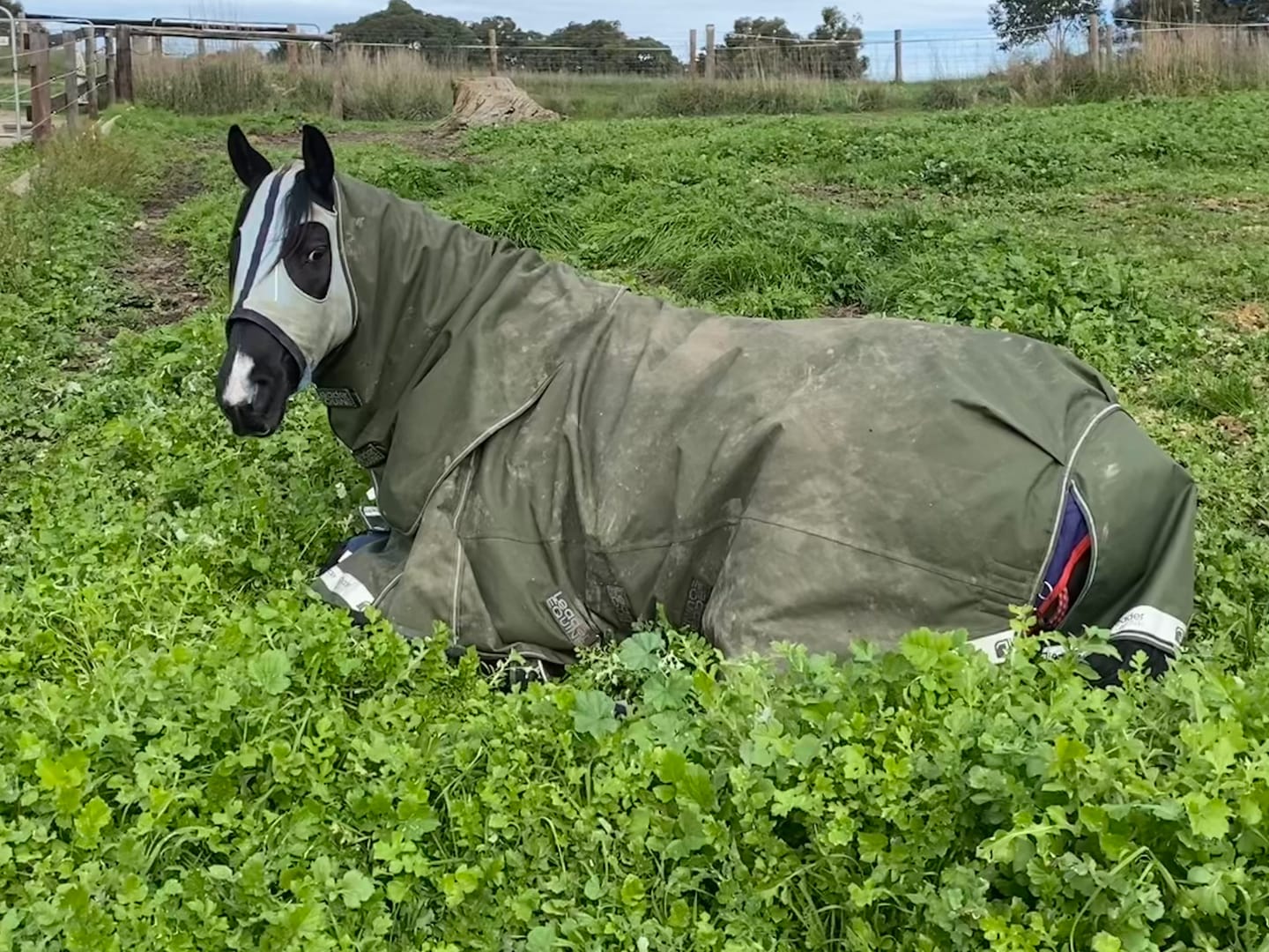 Customer photo review of LE Boxter Turnout 100g