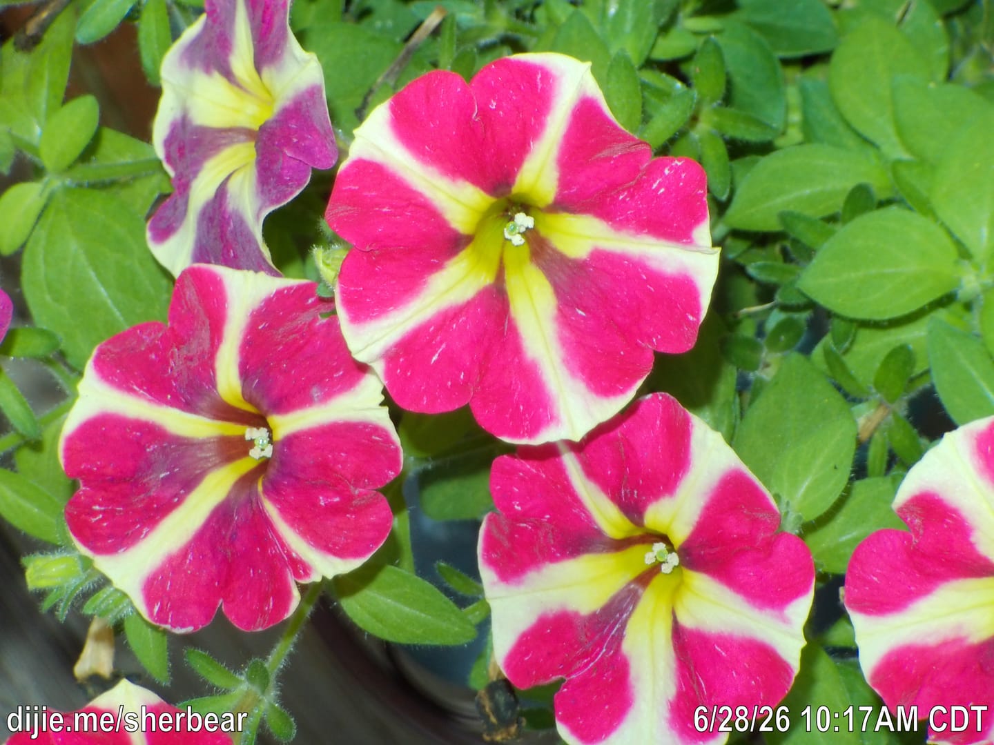 Customer photo review of Dijie Shooter