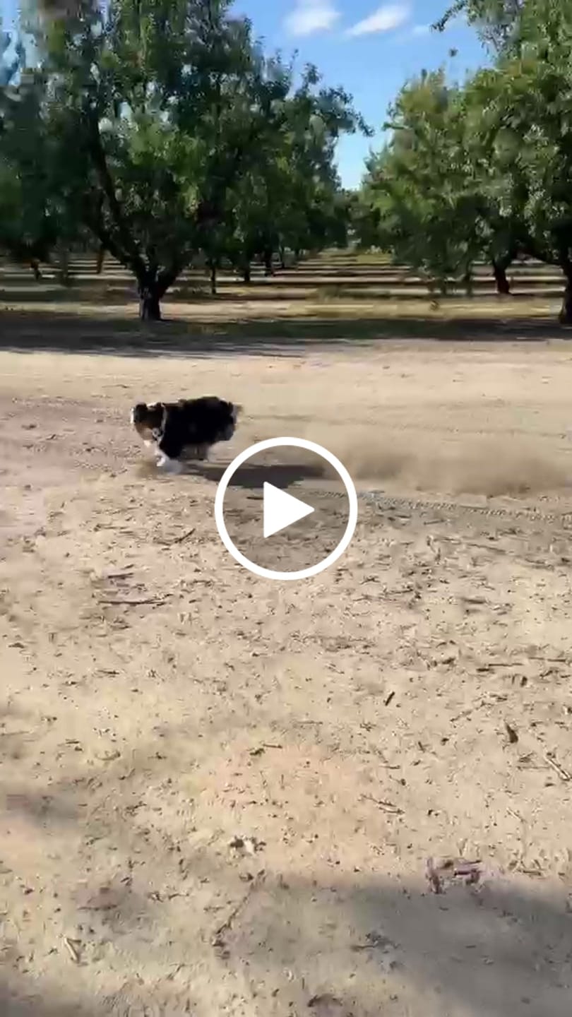 Customer video review of AIR PUP SPRINTERS - SET OF 4