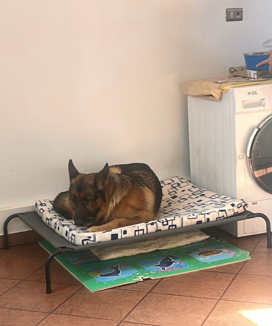 Customer photo review of Cama Elevada THE DOGS