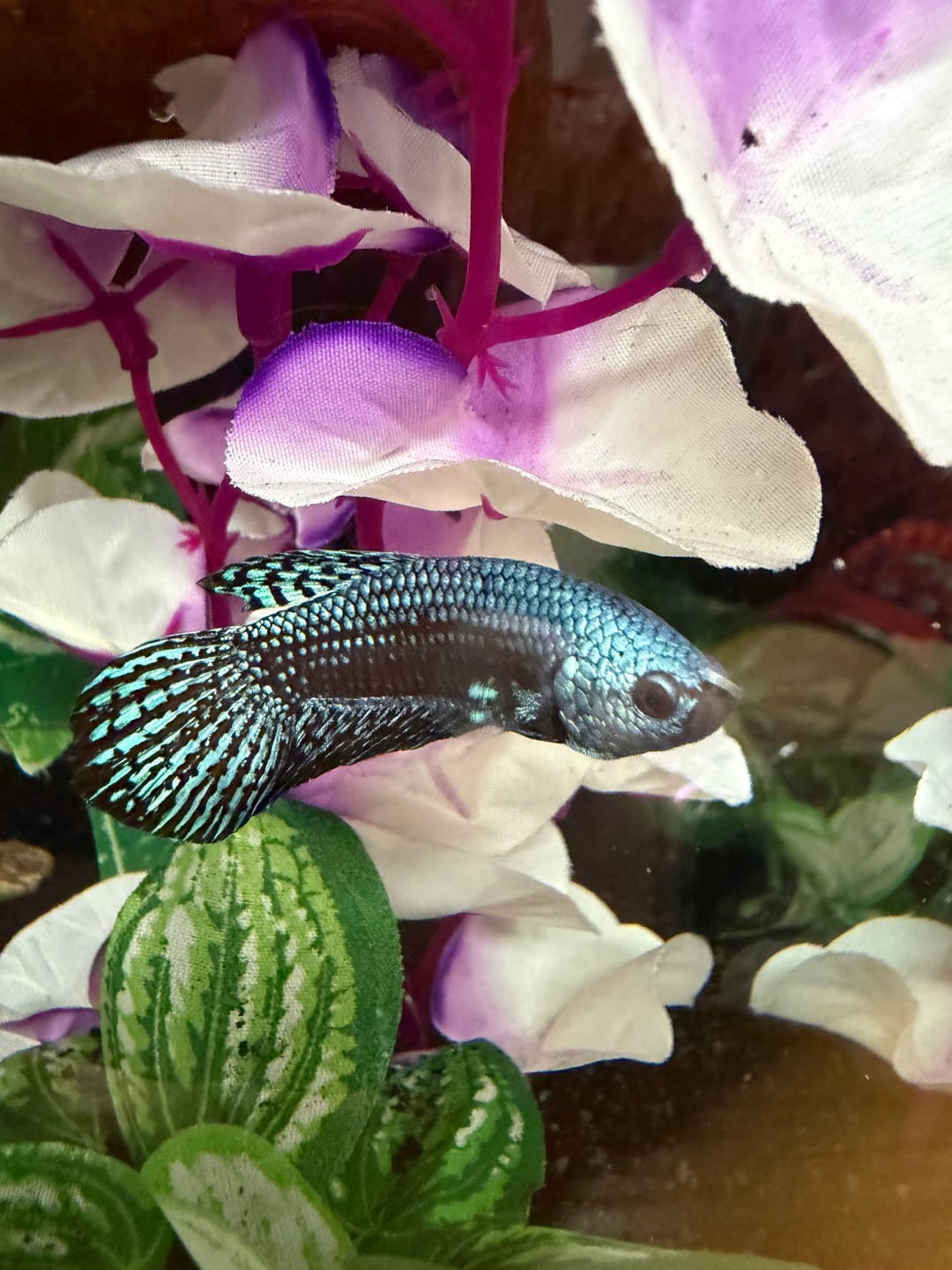 Customer photo review of Wild Alien Gray Male Betta Fish