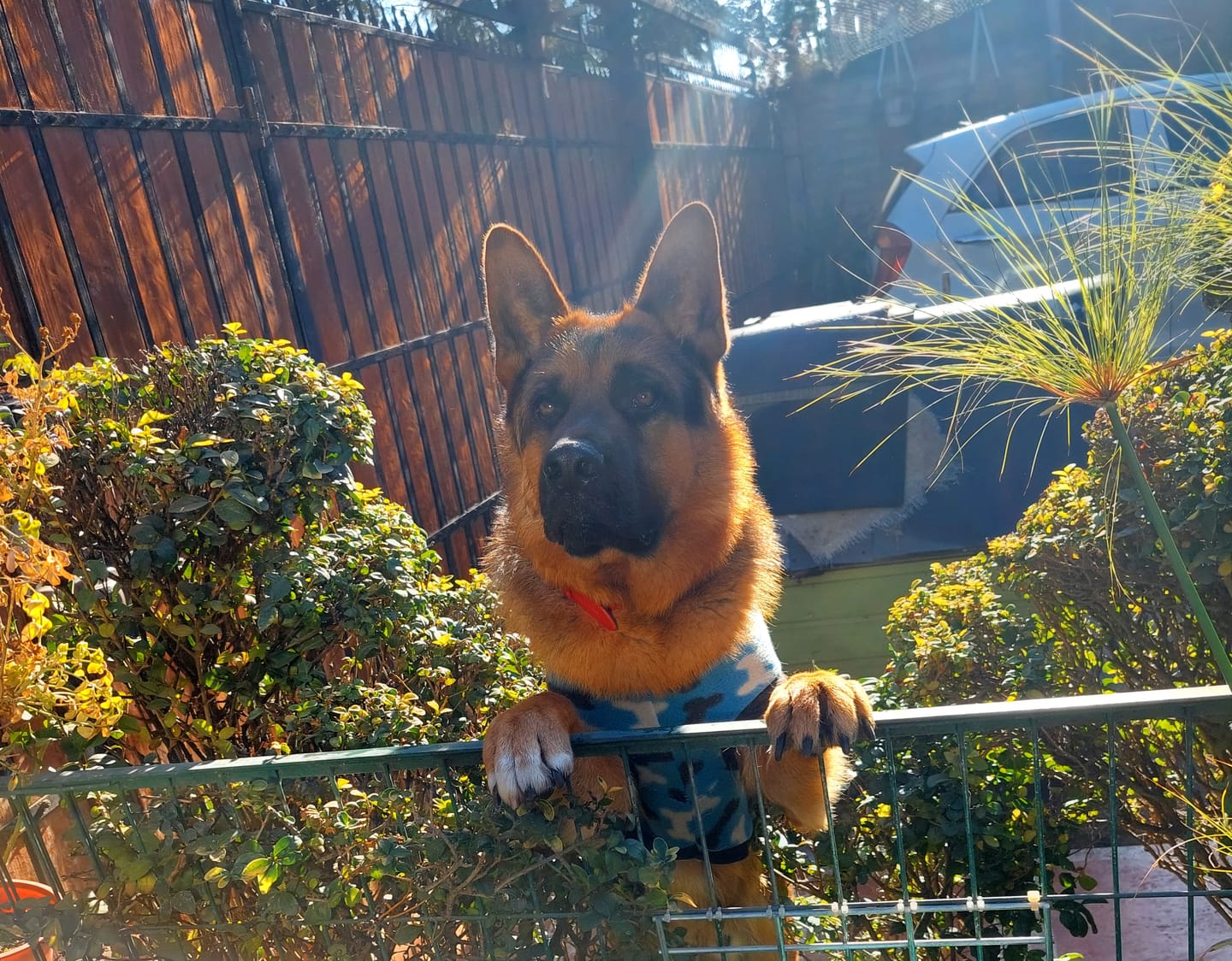 Customer photo review of Collar Lassie Rojo/Rojo B14