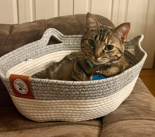 Customer photo review of Instinct Basket | Meet the first research-backed natural territory for indoor cats