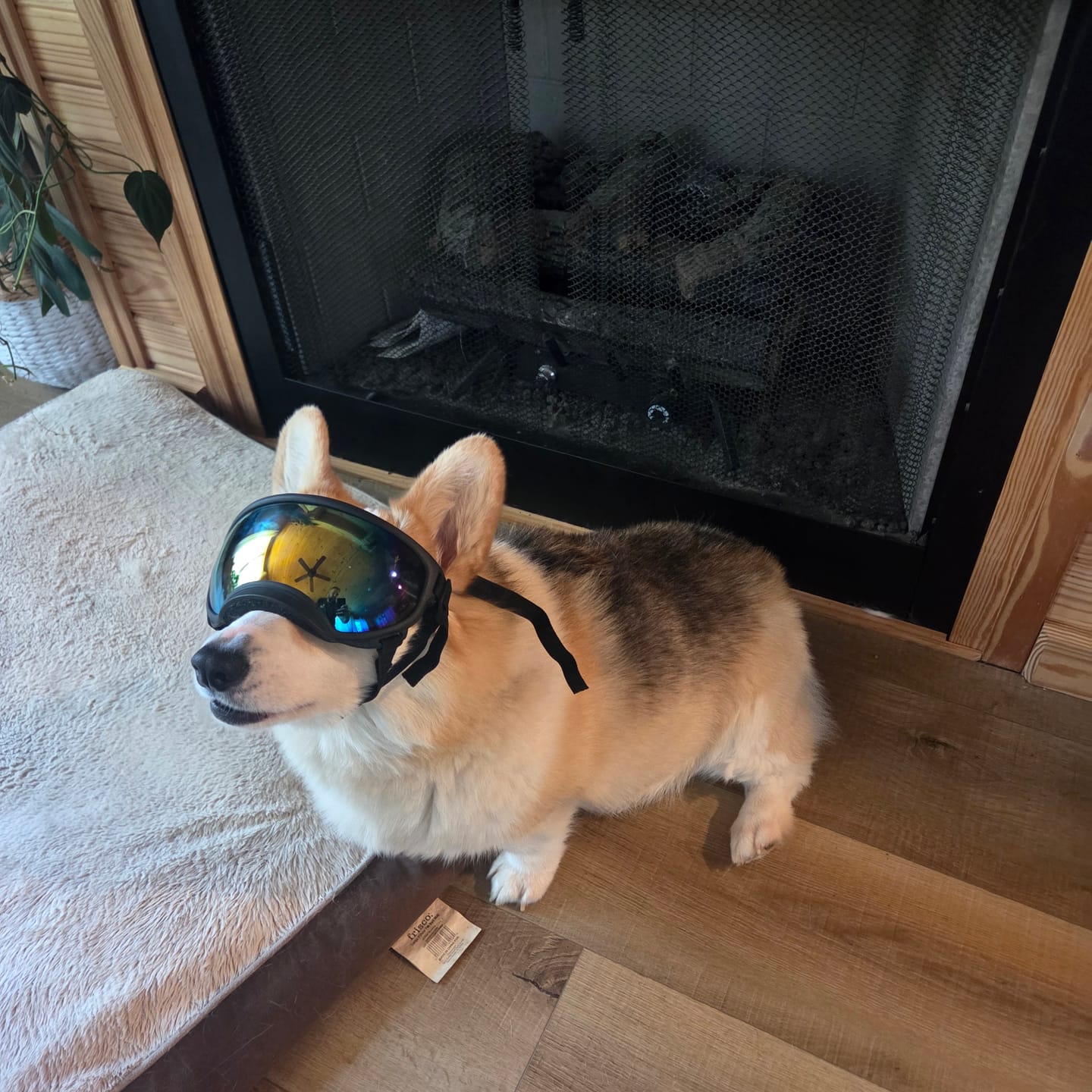 Customer photo review of Team K9® Dog Goggles