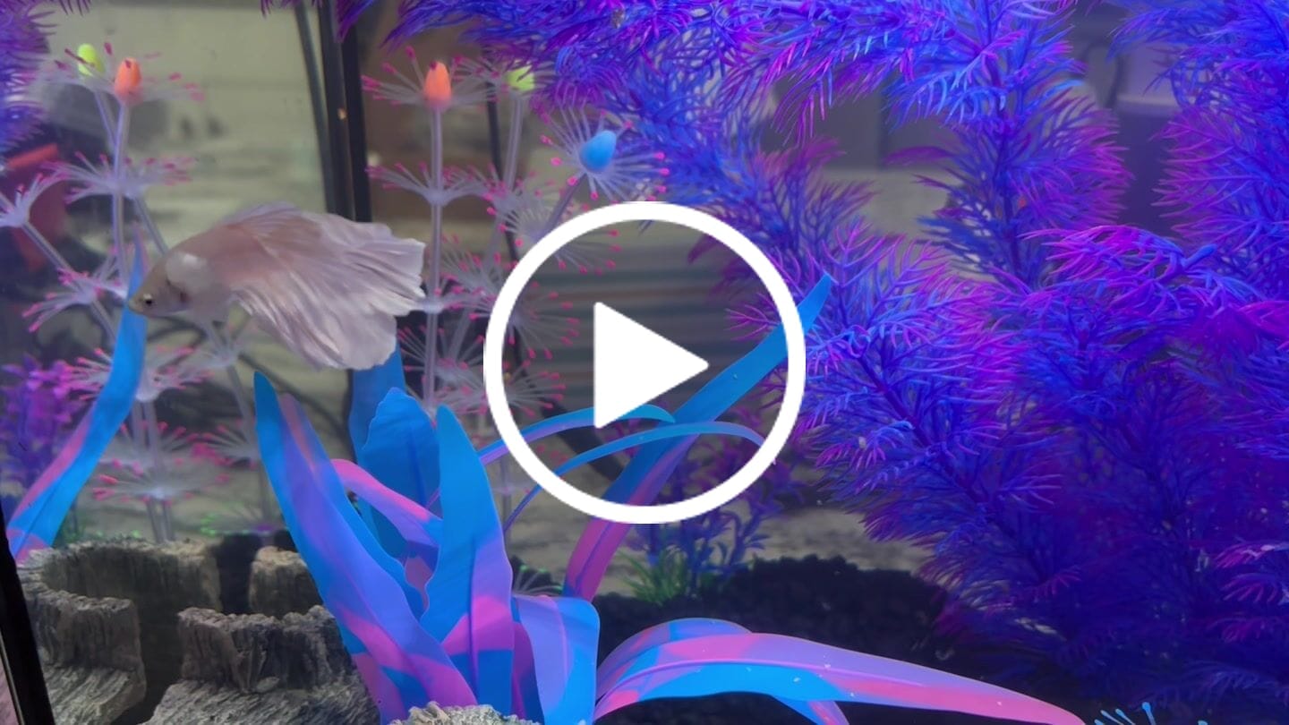 Customer video review of Super White Dumbo Ear Halfmoon Male Betta Fish