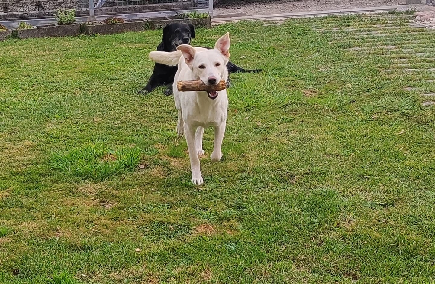 Customer photo review of Grain Free Puppy Salmon & Turkey