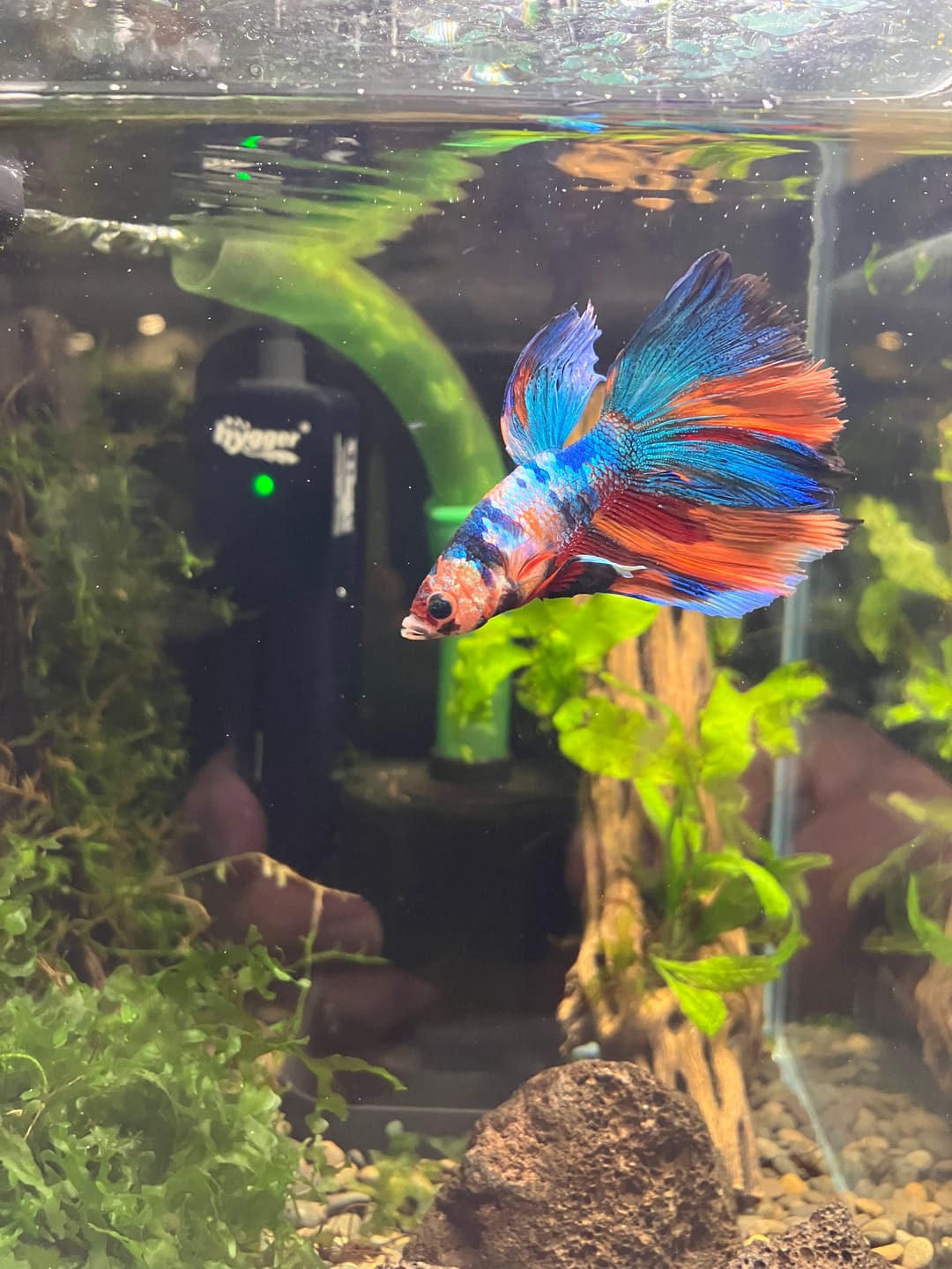 Customer photo review of Multicolor Halfmoon Male Betta Fish | High Grade | Order Directly From Farm |  You Pick Fish |