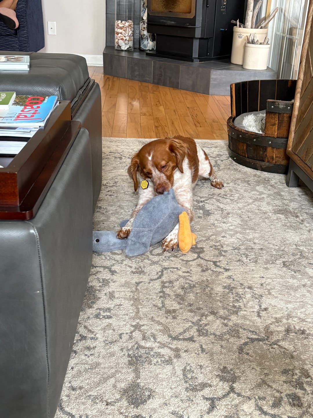 Customer photo review of 50cm Soft Anxiety Reducing Colorful Duck Plush Toy for Dogs | Dog Toys