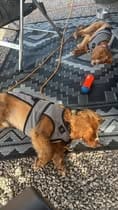 Customer photo review of Luxury Dog Cooling Coat