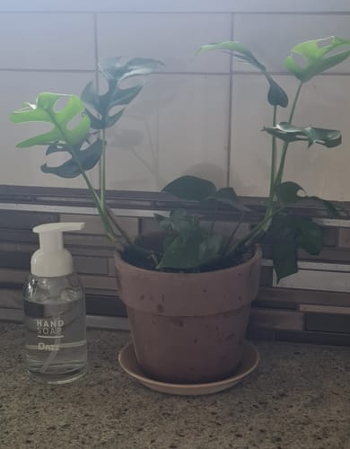 Customer photo review of Dazz Foaming Hand Soap Bundle