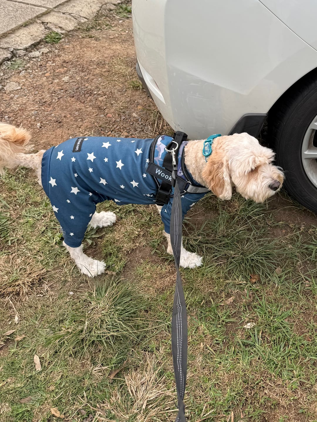 Customer photo review of Dog Pajama - Stars