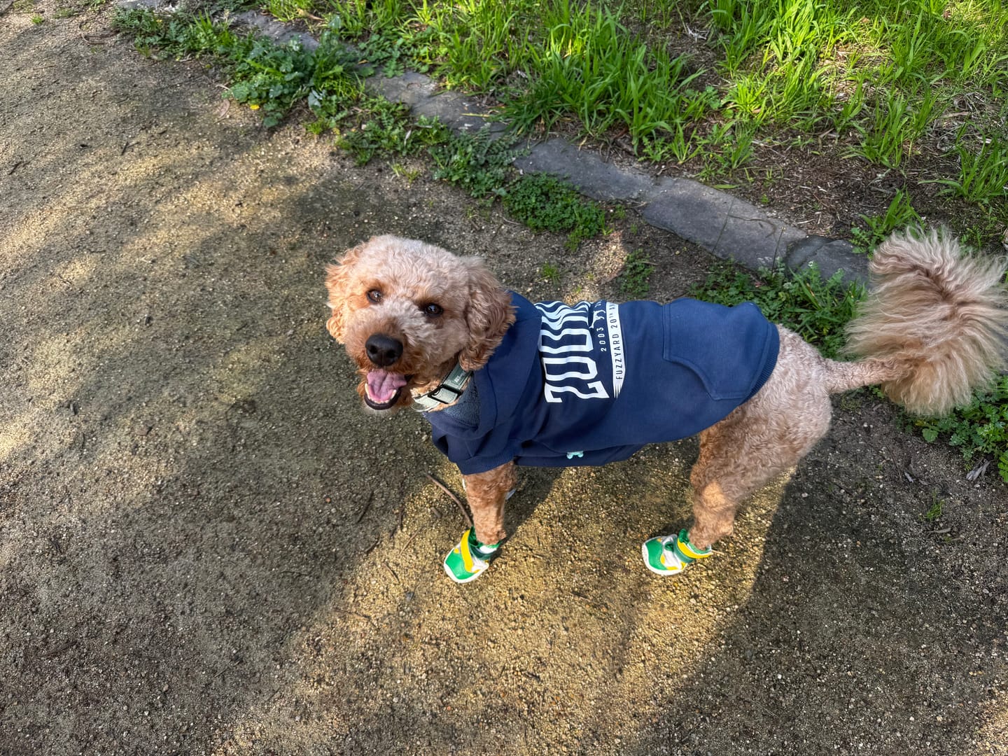 Customer photo review of Hot Pavement Pawtector Dog Shoes - Teal