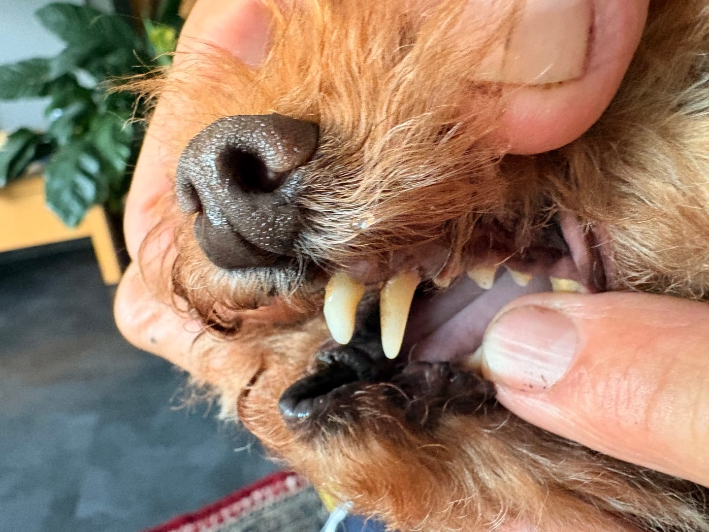 Customer photo review of Dentalspray bei Zahnstein für Hunde und Katzen