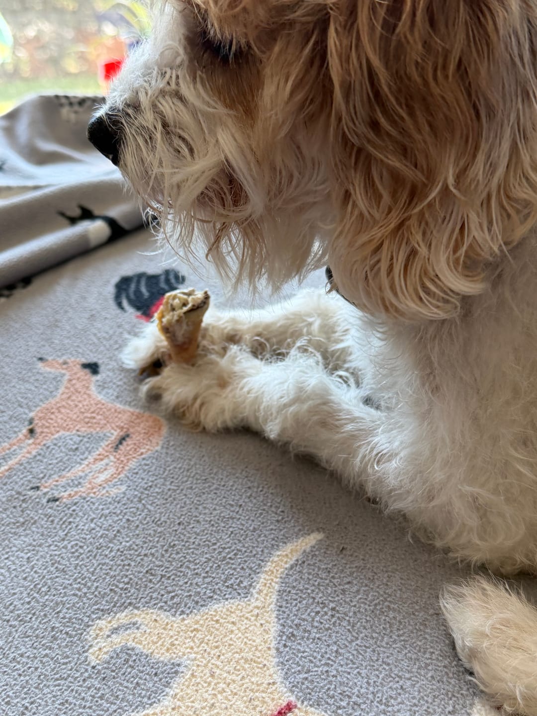 Customer photo review of Ostrich Runner (5" x 1.5"): The Flavorful & Long-Lasting Chew for Small to Medium Dogs - 2 Pieces