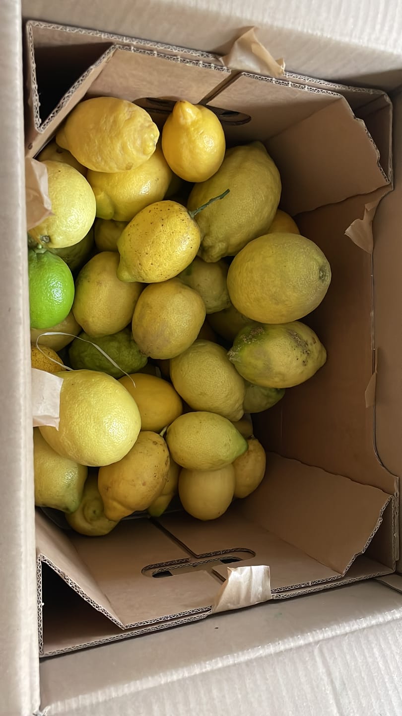 Customer photo review of Zitronen Bio Familie Bilardi Kalabrien 4kg Box Sparpreis %