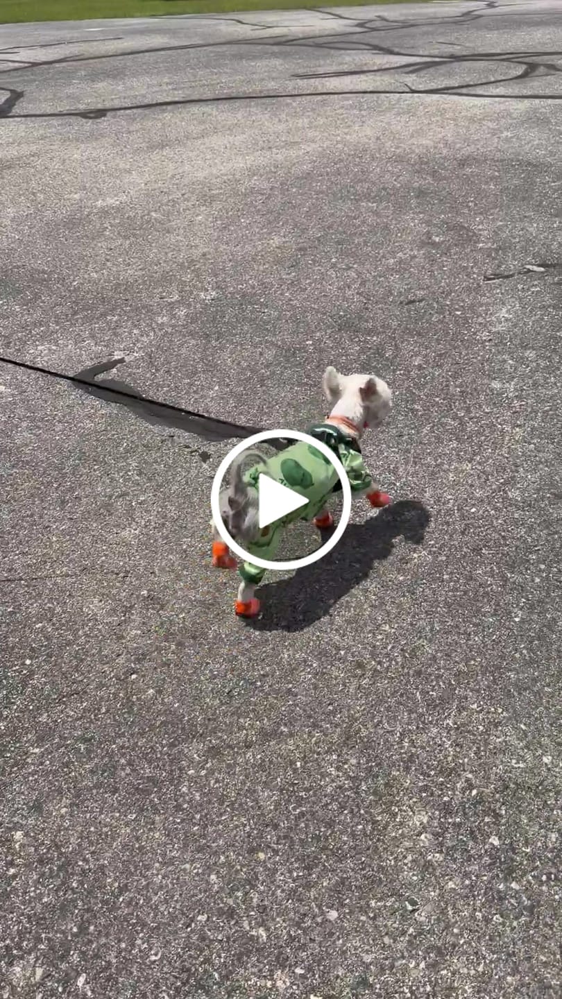 Customer video review of WagWellies® Mojave Neon Orange