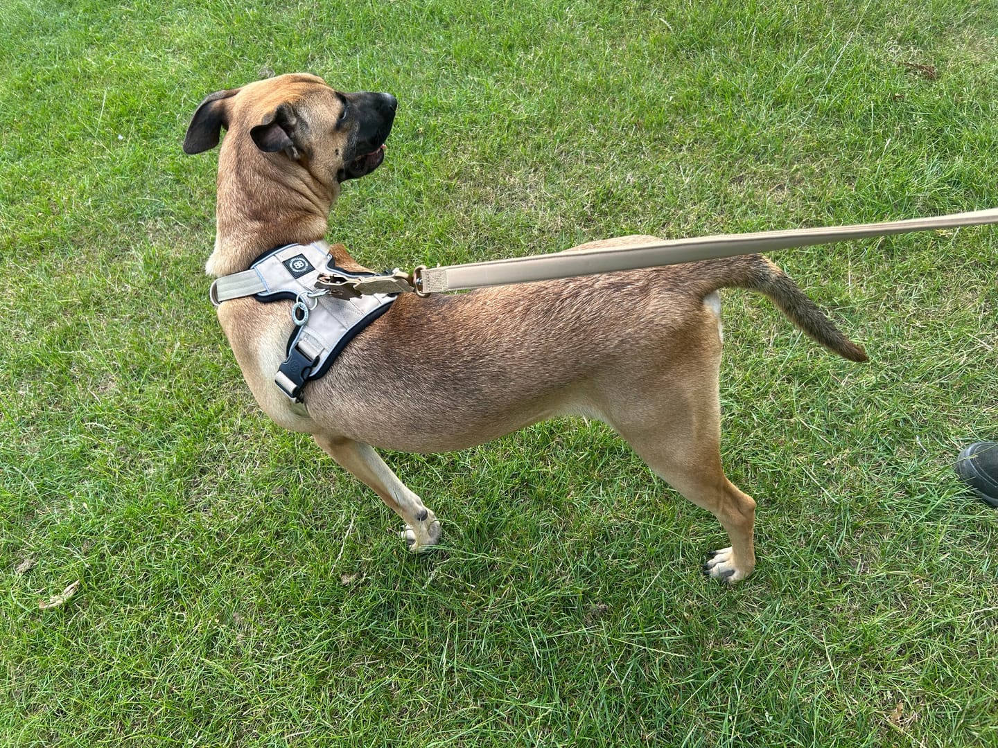 Customer photo review of Comfort Premium Harness | Non Restrictive - Tan