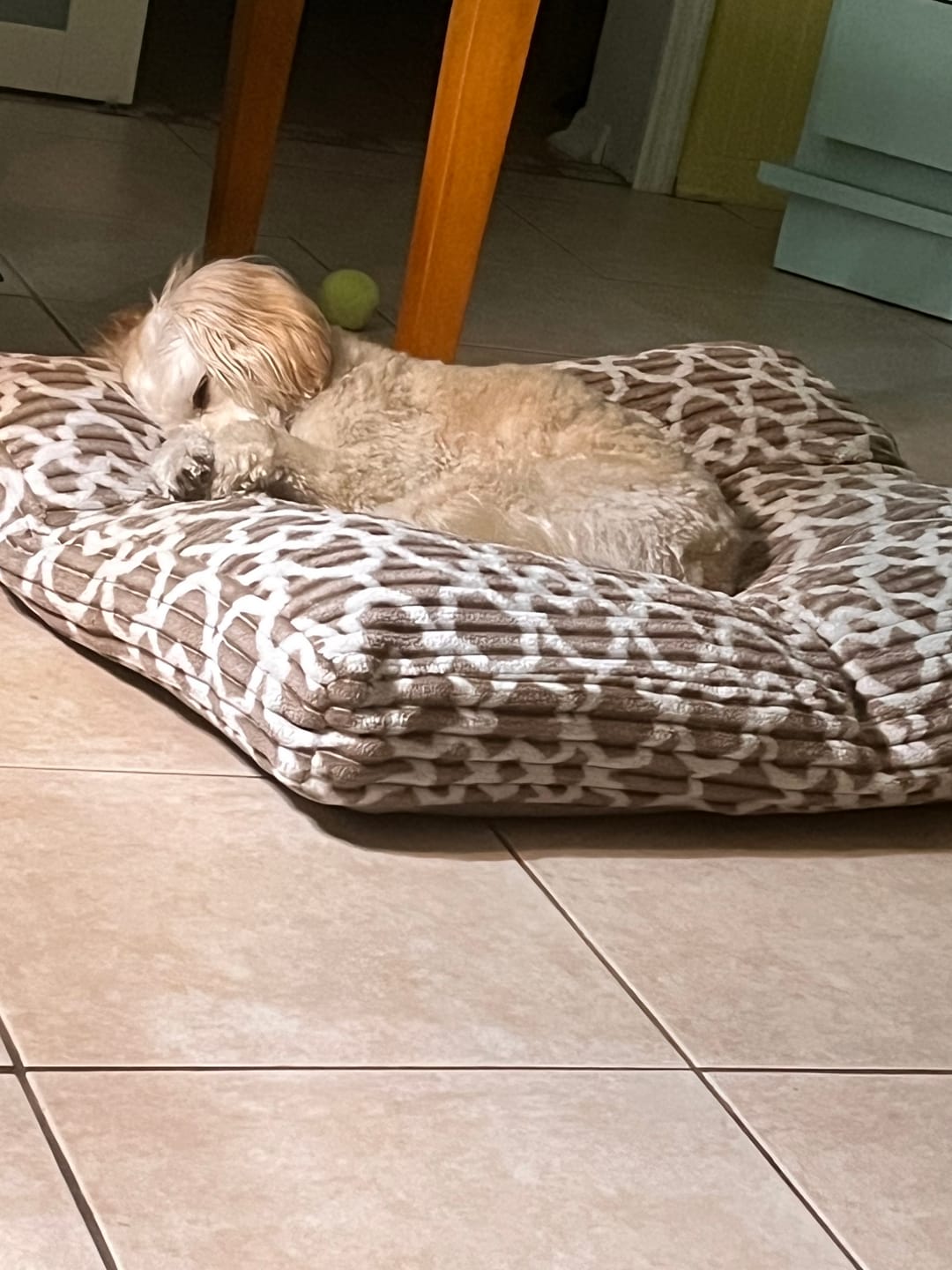 Customer photo review of 6 Inch Standard 50 Pack - Bully Sticks