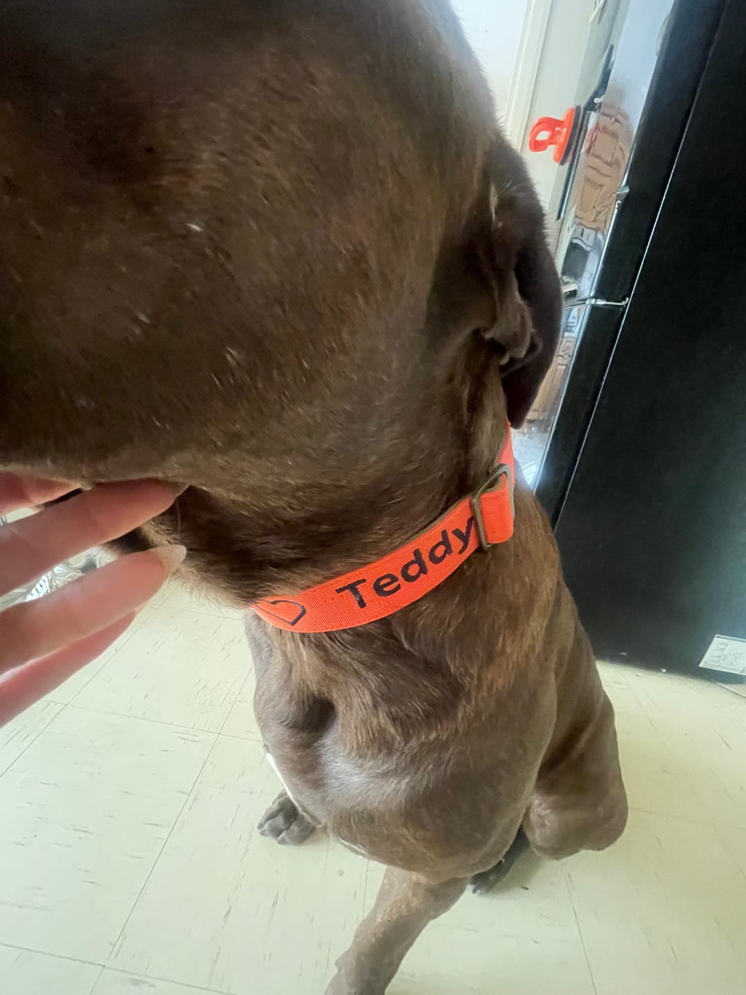 Customer photo review of 4cm LIGHTER Combat® Collar | With Handle & Secure Clip - Burnt Orange X Khaki
