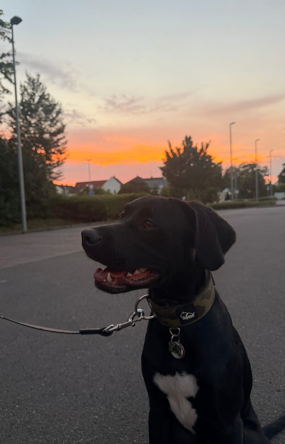 Customer photo review of Extreme Buckle Camo Green - Starkt och säkert hundhalsband