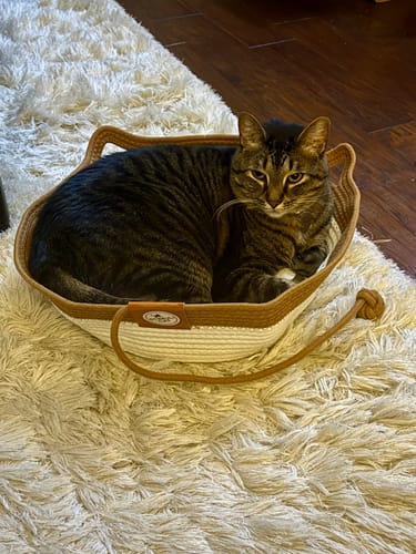 Customer photo review of Instinct Basket | Meet the first research-backed natural territory for indoor cats