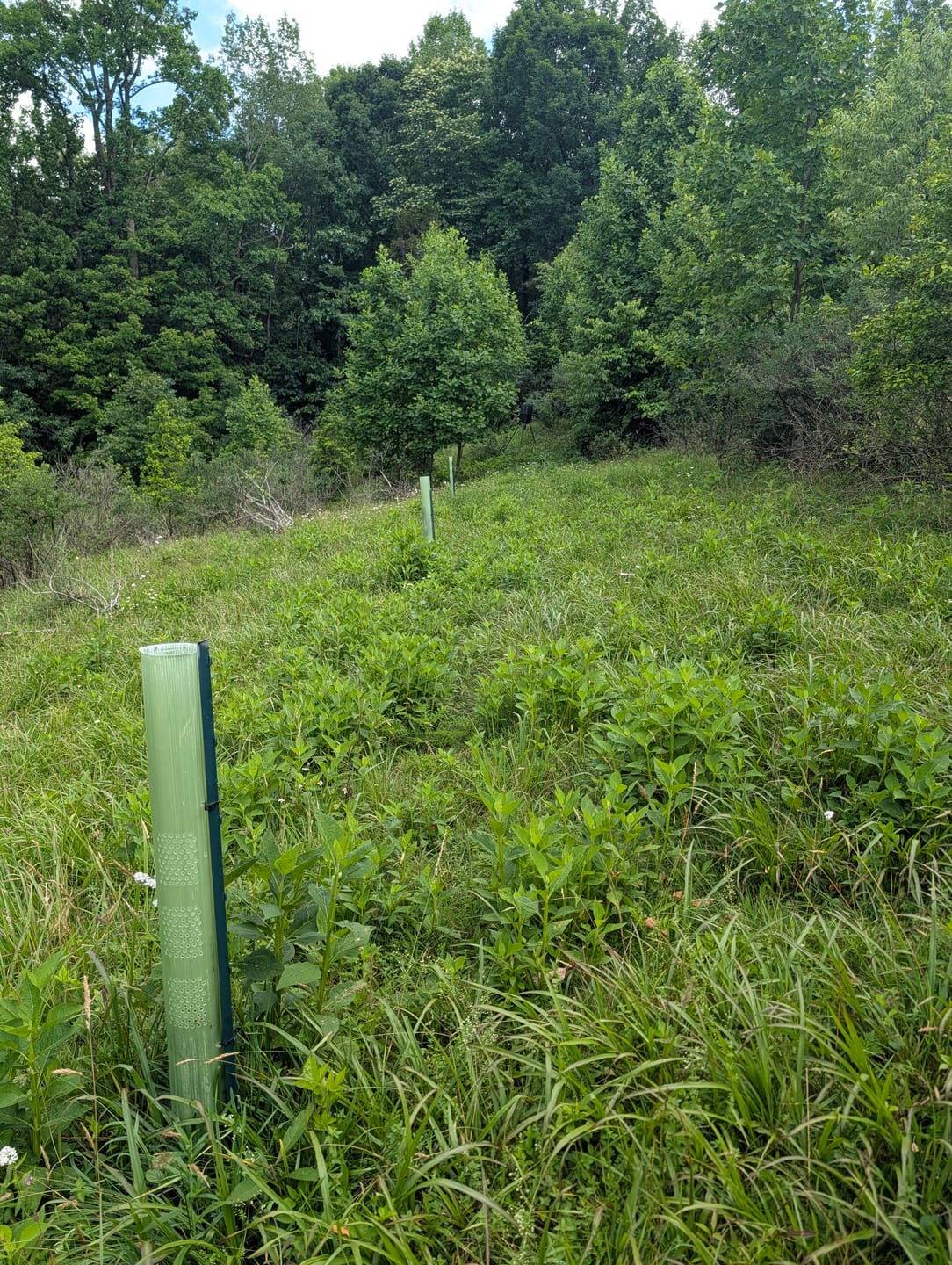 Customer photo review of Hybrid Chestnut