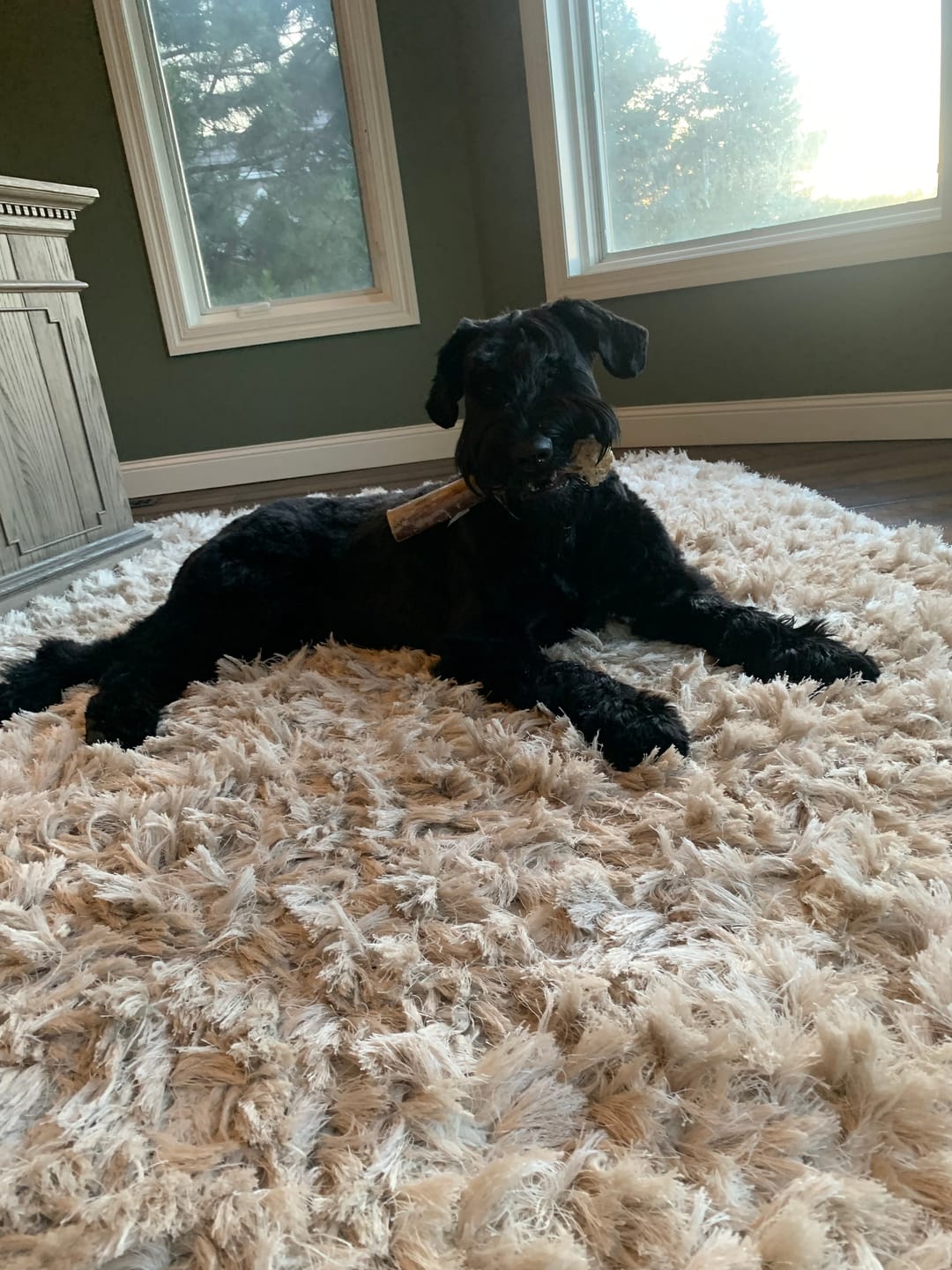 Customer photo review of Medium Ostrich Cane (10" x 3"): The Long-Lasting, Flavor-Packed Chew for Medium & Large Dogs