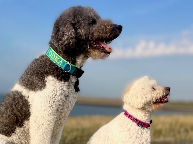 Customer photo review of Personalised Dog Collar with Name - Neoprene - L | Extra wide 4 cm