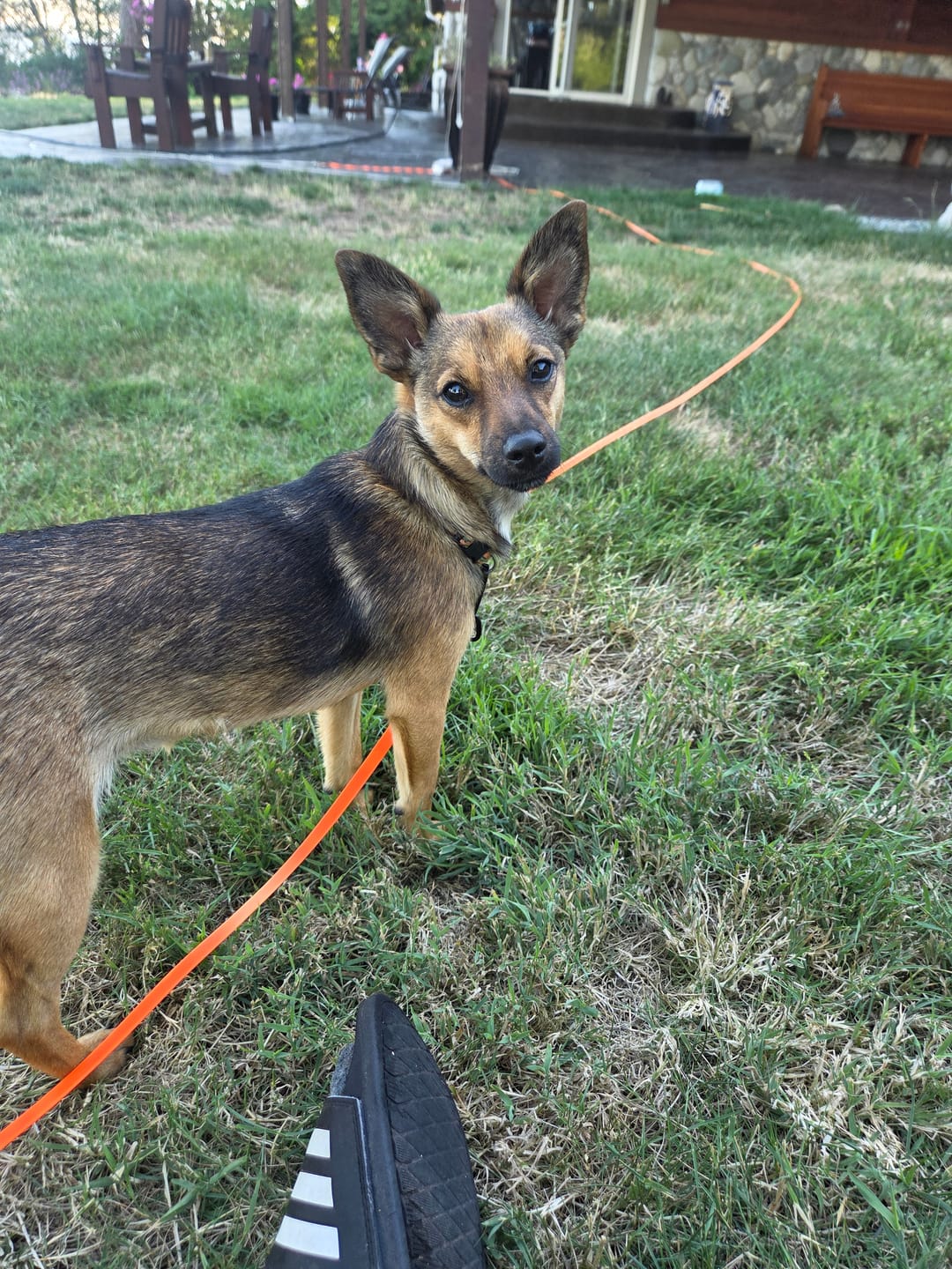 Customer photo review of 6 Inch Beef Jerky Stick