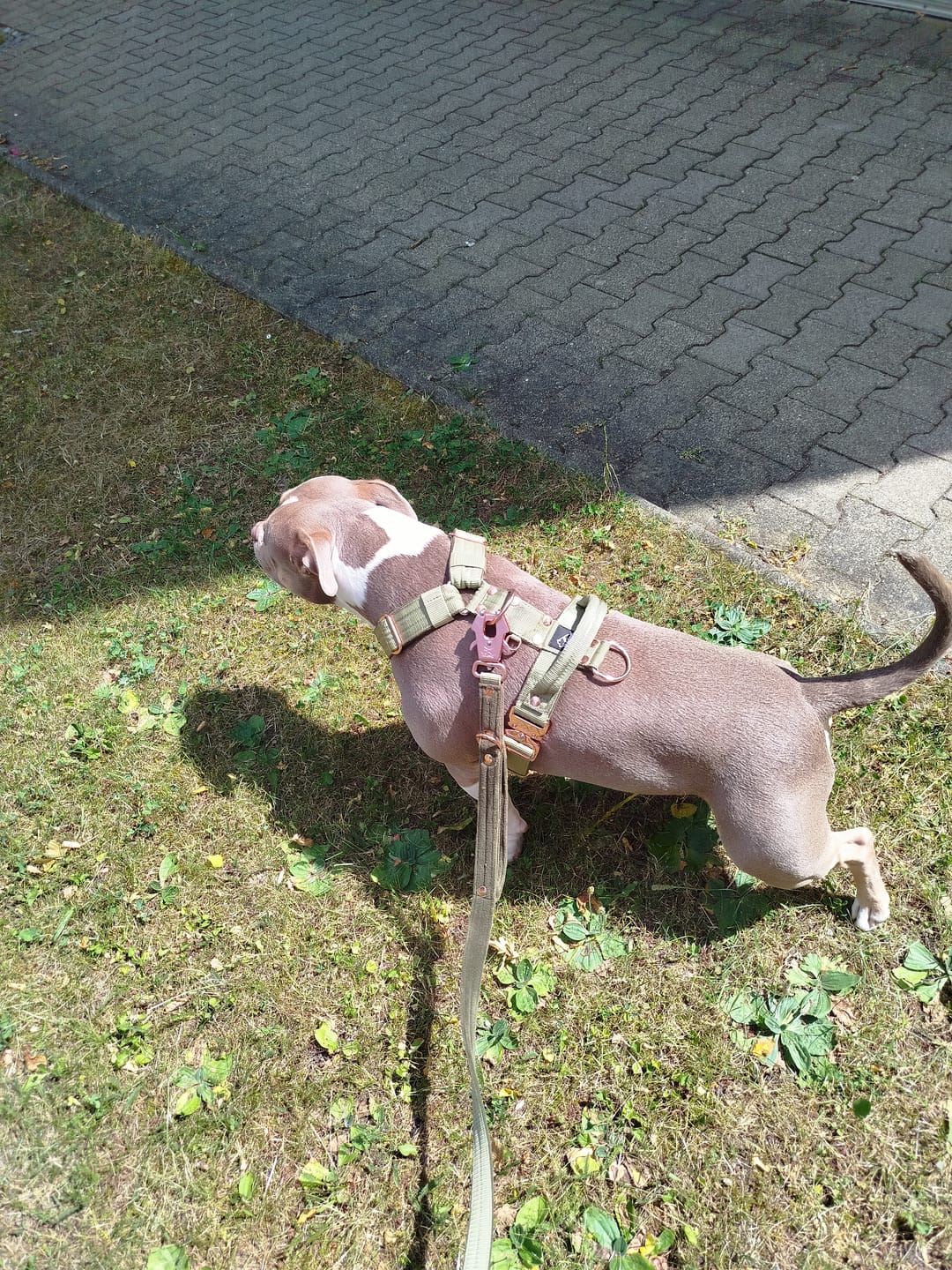 Customer photo review of Easy Walk Extreme Rose Olive Green - Sele med snabbspänne