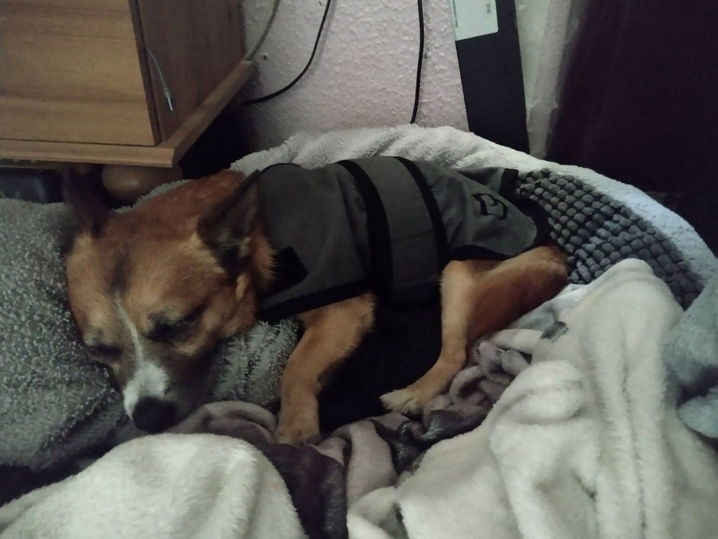 Customer photo review of Luxury Dog Cooling Coat