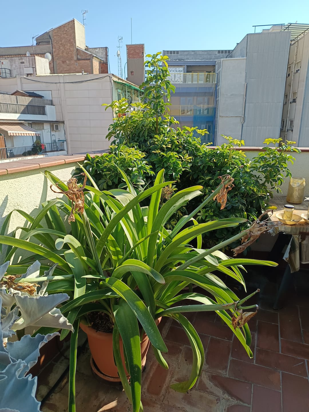 Customer photo review of Fertibono CitriPlus: Abono Cítricos, (1L), Rico en Hierro, Zinc, Calcio,Manganeso, Magnesio, AminoAcidos y NPK - Abono Plantas, Ecológico, Residuo Cero
